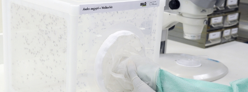 Wolbachia inibe transmissao do virus da febre amarela